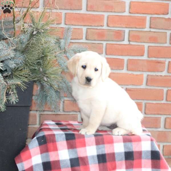 Sadie, Golden Labrador Puppy